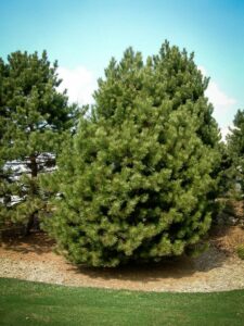 Сосна Чёрная (Pinus Nigra) купить по цене от 270.00р. в интернет-магазине «Посадика» с доставкой почтой в в Каменск-Уральскийе и по всей России – [изображение №1].