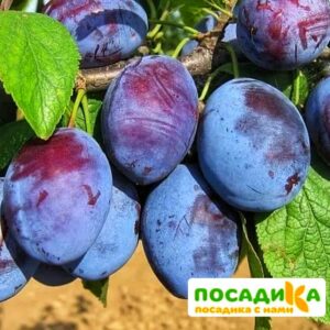 Слива Чачакская ранняя купить по цене от 229.00р. в интернет-магазине «Посадика» с доставкой почтой в в Каменск-Уральскийе и по всей России – [изображение №1].