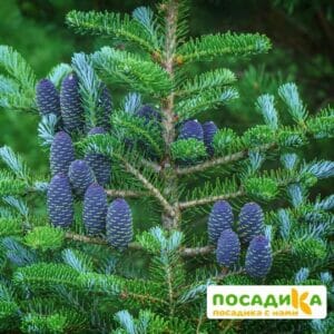 Пихта корейская (Abies koreana) купить по цене от 450.00р. в интернет-магазине «Посадика» с доставкой почтой в в Каменск-Уральскийе и по всей России – [изображение №1].