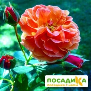 Роза Арабия купить по цене от 350.00р. в интернет-магазине «Посадика» с доставкой почтой в в Каменск-Уральскийе и по всей России – [изображение №1].