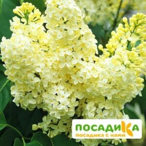 Сирень Примроуз (Primrose) купить по цене от 529.00р. в интернет-магазине «Посадика» с доставкой почтой в в Каменск-Уральскийе и по всей России – [изображение №1].