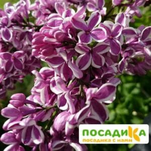 Сирень Сенсация купить по цене от 529.00р. в интернет-магазине «Посадика» с доставкой почтой в в Каменск-Уральскийе и по всей России – [изображение №1].