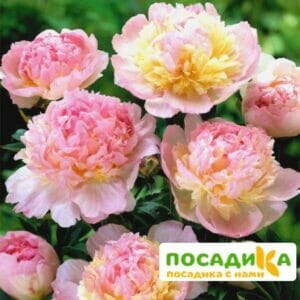 Пион Распберри Сандей (Paeonia Raspberry Sundae) купить по цене от 959р. в интернет-магазине «Посадика» с доставкой почтой в в Каменск-Уральскийе и по всей России – [изображение №1].