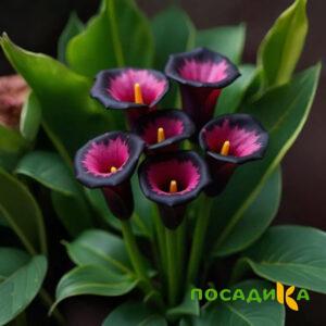 Калла Аура Лейс купить по цене от 400р. в интернет-магазине «Посадика» с доставкой почтой в в Каменск-Уральскийе и по всей России – [изображение №1].