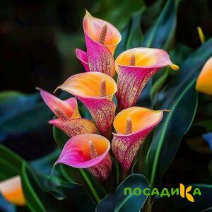 Калла Оникс купить по цене от 450р. в интернет-магазине «Посадика» с доставкой почтой в в Каменск-Уральскийе и по всей России – [изображение №1].
