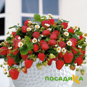 Клубника Рубиновый Шепот (горшечная) купить по цене от 240р. в интернет-магазине «Посадика» с доставкой почтой в в Каменск-Уральскийе и по всей России – [изображение №1].