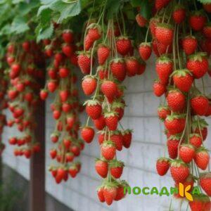 Клубника вьющаяся Комплимент купить по цене от 470р. в интернет-магазине «Посадика» с доставкой почтой в в Каменск-Уральскийе и по всей России – [изображение №1].