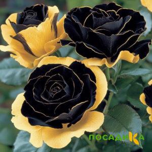 Роза Ханни Сикл купить по цене от 700р. в интернет-магазине «Посадика» с доставкой почтой в в Каменск-Уральскийе и по всей России – [изображение №1].