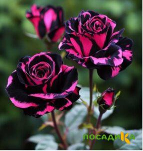 Роза Багровый Шепот купить по цене от 366р. в интернет-магазине «Посадика» с доставкой почтой в в Каменск-Уральскийе и по всей России – [изображение №1].
