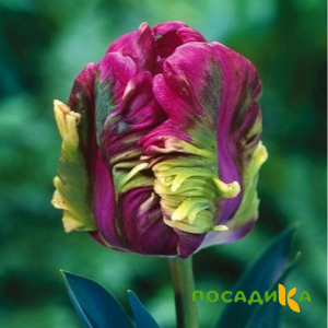 Тюльпан Экзотик Хэвен купить по цене от 186р. в интернет-магазине «Посадика» с доставкой почтой в в Каменск-Уральскийе и по всей России – [изображение №1].
