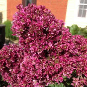 Флокс Филингс купить по цене от 329р. в интернет-магазине «Посадика» с доставкой почтой в в Каменск-Уральскийе и по всей России – [изображение №1].