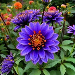 Георгин Лазурит купить по цене от 799р. в интернет-магазине «Посадика» с доставкой почтой в в Каменск-Уральскийе и по всей России – [изображение №1].