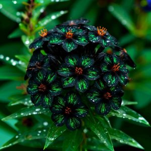 Флокс Ривьера купить по цене от 299р. в интернет-магазине «Посадика» с доставкой почтой в в Каменск-Уральскийе и по всей России – [изображение №1].