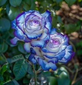 Роза Пэтолз Хоуп купить по цене от 333р. в интернет-магазине «Посадика» с доставкой почтой в в Каменск-Уральскийе и по всей России – [изображение №1].