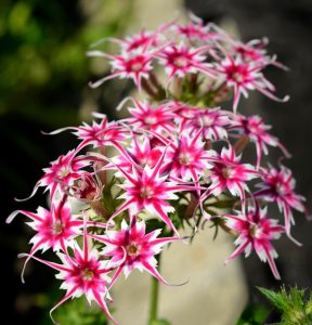 Флокс Метельчатый Путь купить по цене от 456р. в интернет-магазине «Посадика» с доставкой почтой в в Каменск-Уральскийе и по всей России – [изображение №1].