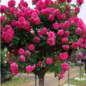 Роза Версаля купить по цене от 232р. в интернет-магазине «Посадика» с доставкой почтой в в Каменск-Уральскийе и по всей России – [изображение №1].