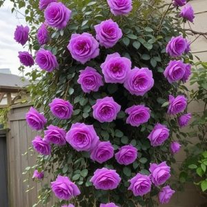 Роза Мистик Уайт купить по цене от 620р. в интернет-магазине «Посадика» с доставкой почтой в в Каменск-Уральскийе и по всей России – [изображение №1].