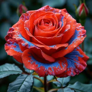 Роза Сикрет Гарден купить по цене от 619р. в интернет-магазине «Посадика» с доставкой почтой в в Каменск-Уральскийе и по всей России – [изображение №1].