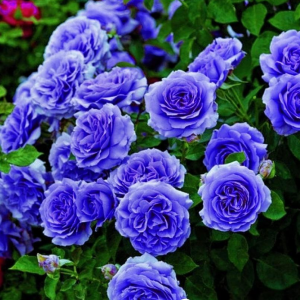 Роза Блю Мун купить по цене от 450р. в интернет-магазине «Посадика» с доставкой почтой в в Каменск-Уральскийе и по всей России – [изображение №1].