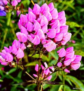 Флокс Бутоник купить по цене от 461р. в интернет-магазине «Посадика» с доставкой почтой в в Каменск-Уральскийе и по всей России – [изображение №1].