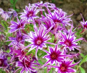 Флокс Звездное Кружево купить по цене от 361р. в интернет-магазине «Посадика» с доставкой почтой в в Каменск-Уральскийе и по всей России – [изображение №1].