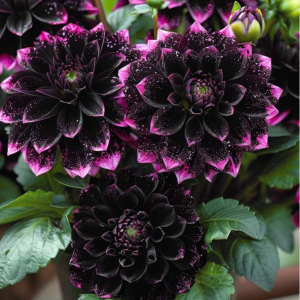 Георгин Лаванда Лейс купить по цене от 679р. в интернет-магазине «Посадика» с доставкой почтой в в Каменск-Уральскийе и по всей России – [изображение №1].