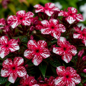 Флокс Ливер Гриммер купить по цене от 590р. в интернет-магазине «Посадика» с доставкой почтой в в Каменск-Уральскийе и по всей России – [изображение №1].