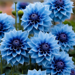 Георгин Вижапе купить по цене от 699р. в интернет-магазине «Посадика» с доставкой почтой в в Каменск-Уральскийе и по всей России – [изображение №1].