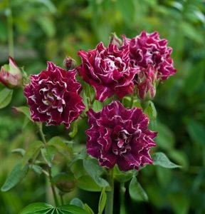 Роза Опаловый Пейзаж купить по цене от 490р. в интернет-магазине «Посадика» с доставкой почтой в в Каменск-Уральскийе и по всей России – [изображение №1].