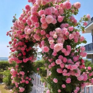 Роза Пастель Розе купить по цене от 605р. в интернет-магазине «Посадика» с доставкой почтой в в Каменск-Уральскийе и по всей России – [изображение №1].