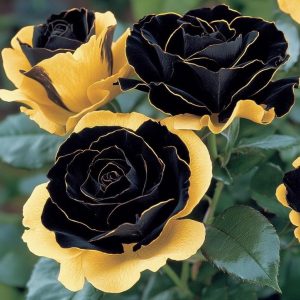 Роза Ханни Сикл купить по цене от 700р. в интернет-магазине «Посадика» с доставкой почтой в в Каменск-Уральскийе и по всей России – [изображение №1].