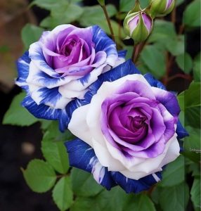 Роза Айвори Каскад купить по цене от 420р. в интернет-магазине «Посадика» с доставкой почтой в в Каменск-Уральскийе и по всей России – [изображение №1].