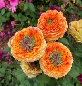 Роза Золотой Мираж купить по цене от 420р. в интернет-магазине «Посадика» с доставкой почтой в в Каменск-Уральскийе и по всей России – [изображение №1].